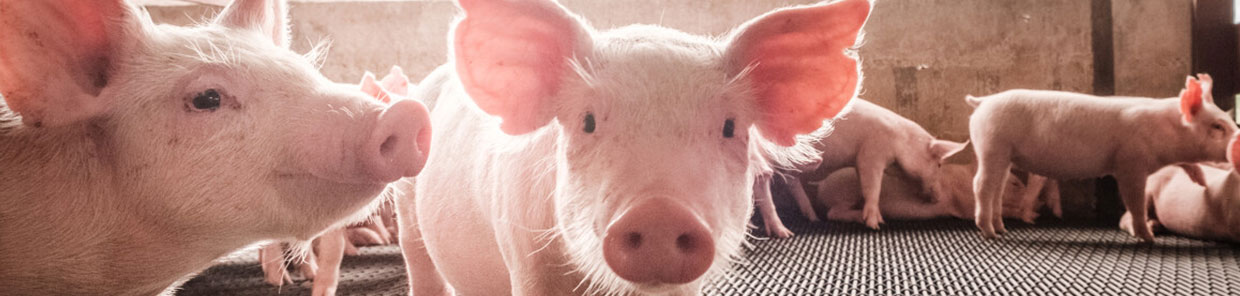 PIG Farming