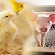 PIG & POULTRY FARM