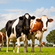 DAIRY FARM