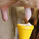 Udder pre-milking