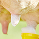 Udder detergent