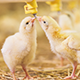 Poultry