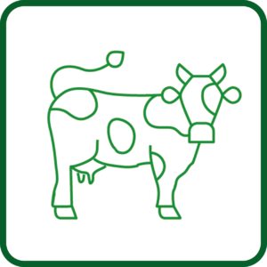 DAIRY FARM
